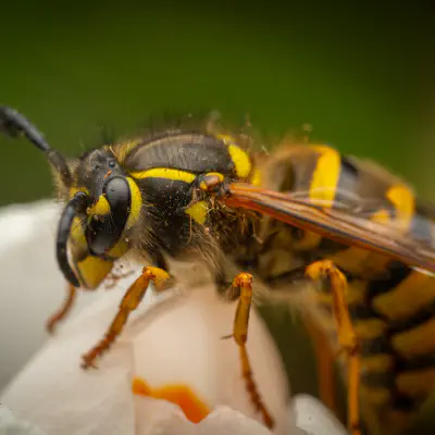 Common European Yellowjacket