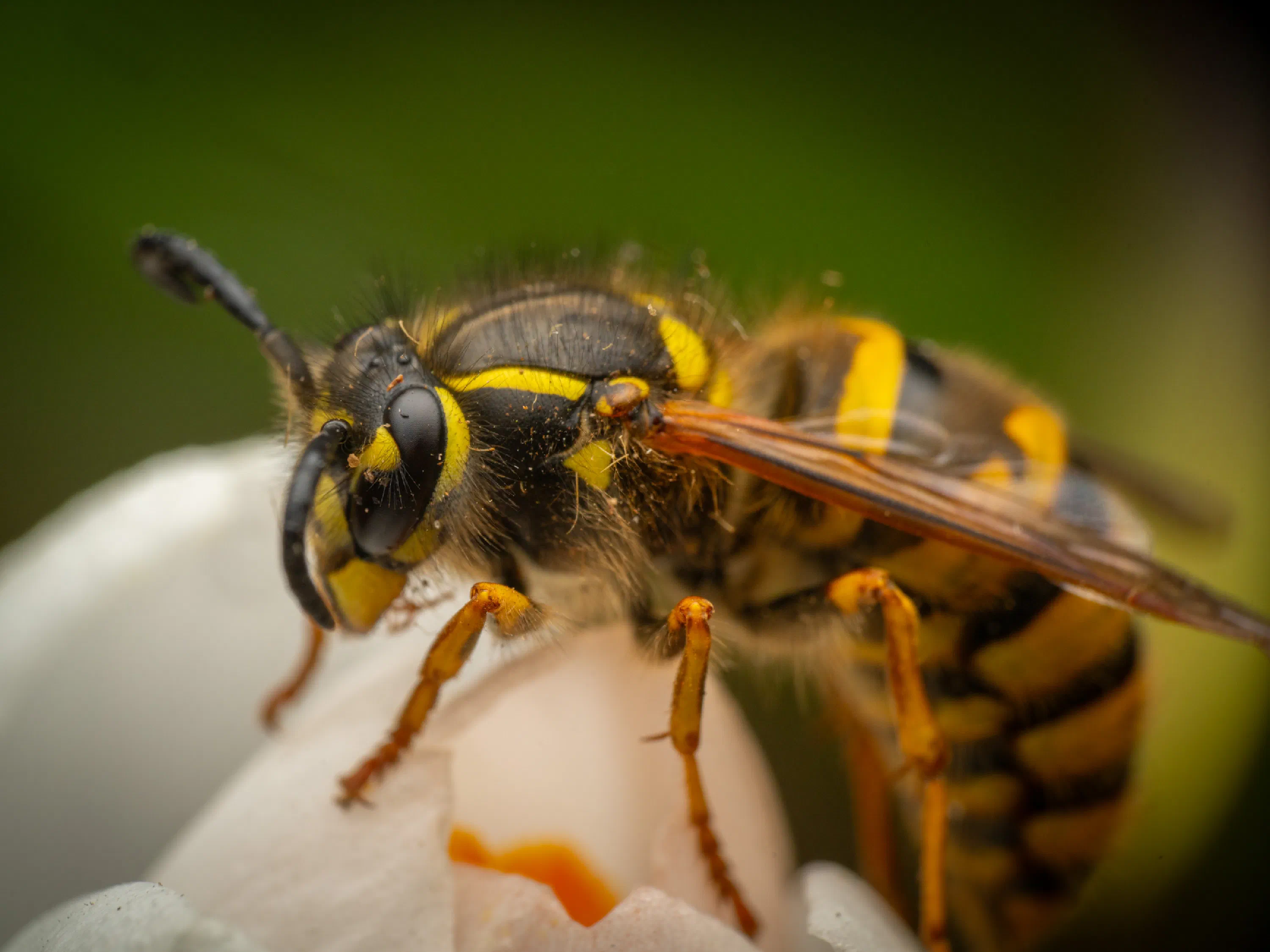 Avispa común