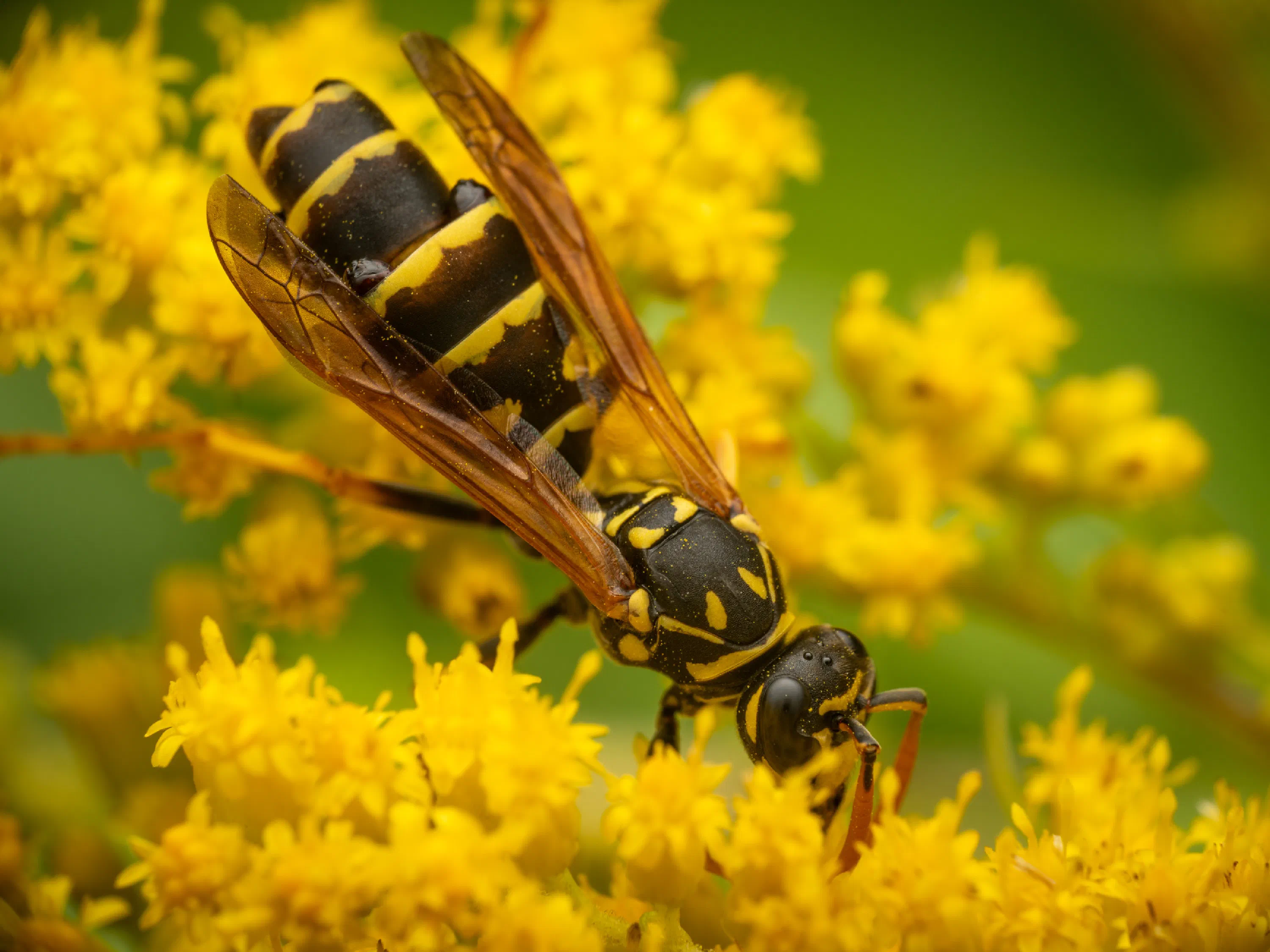 Avispa papelera europea