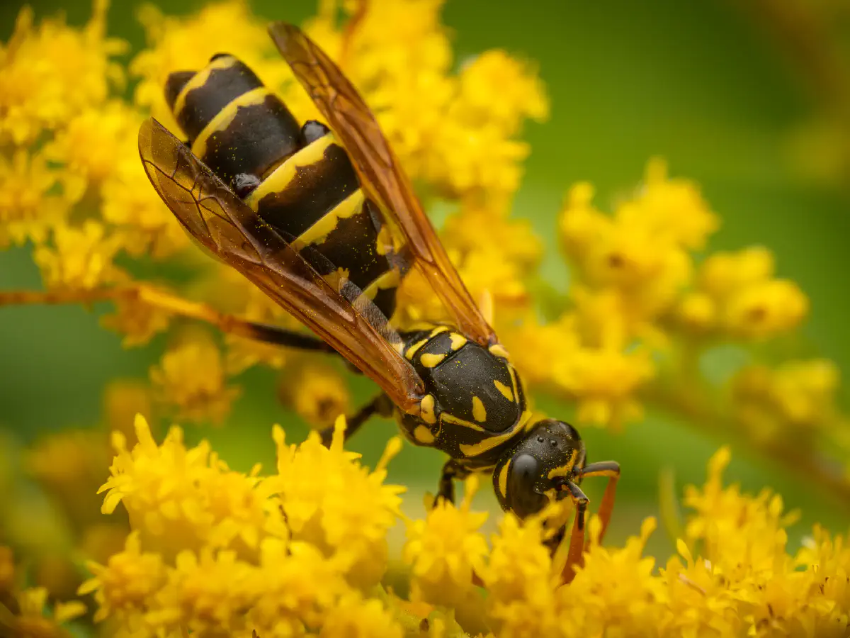 European Paper Wasp