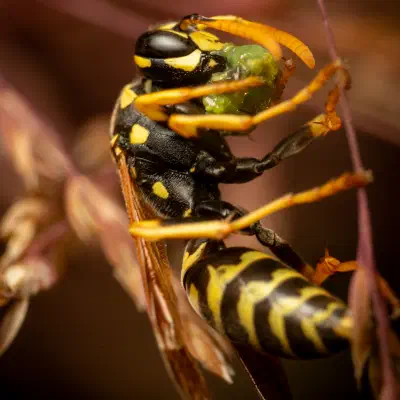 Avispa papelera europea