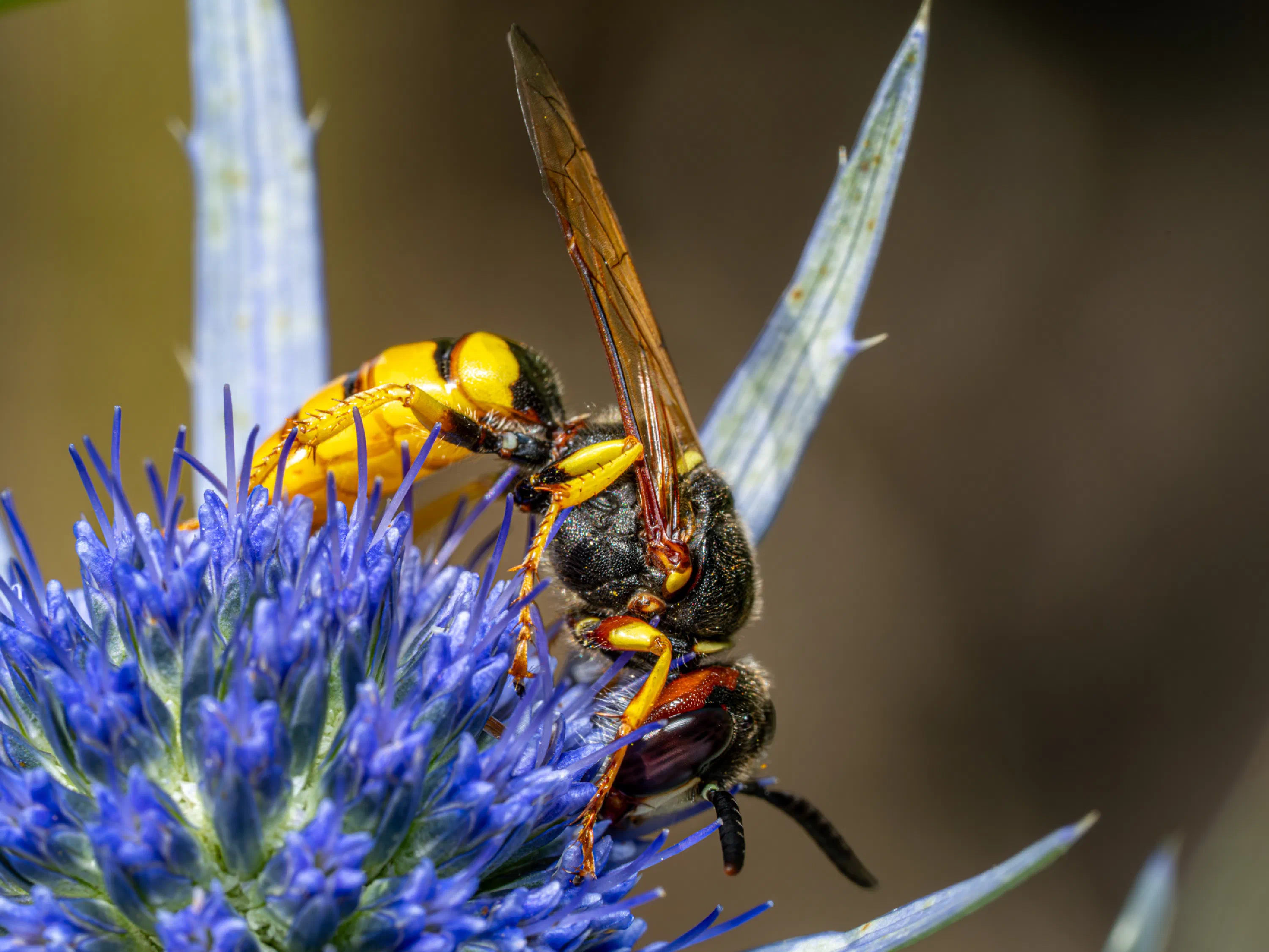 Avispa papelera europea