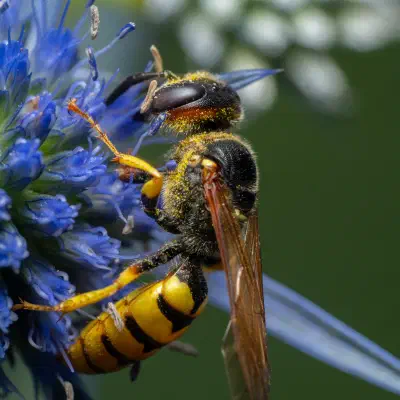 Avispa papelera europea