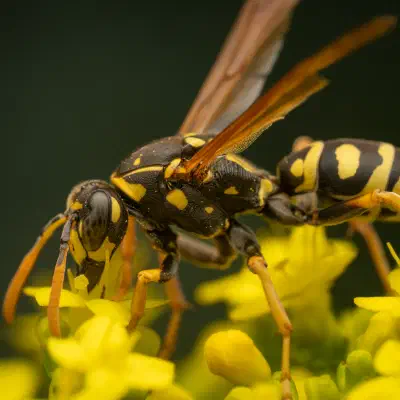 European Paper Wasp