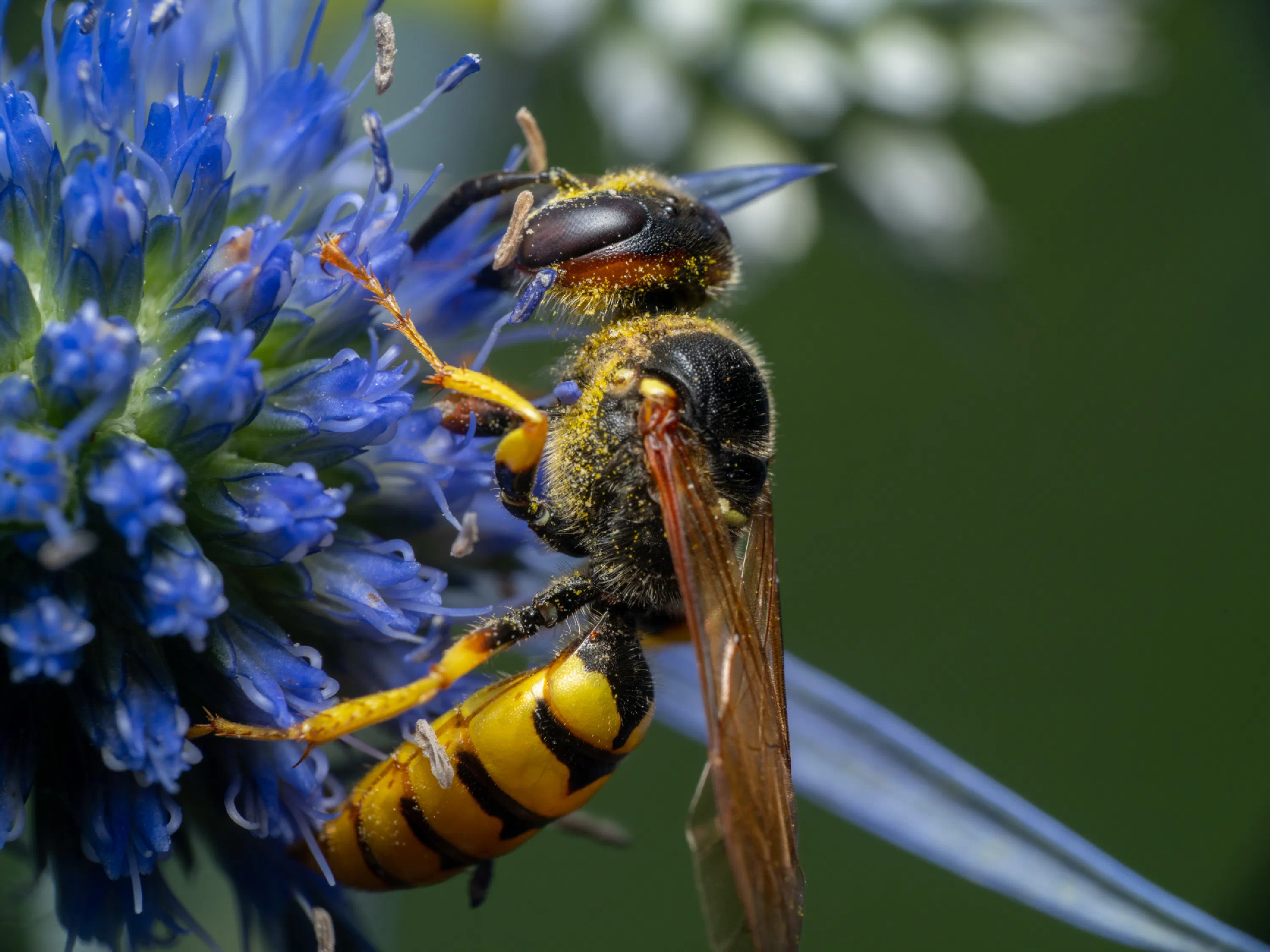 Avispa papelera europea