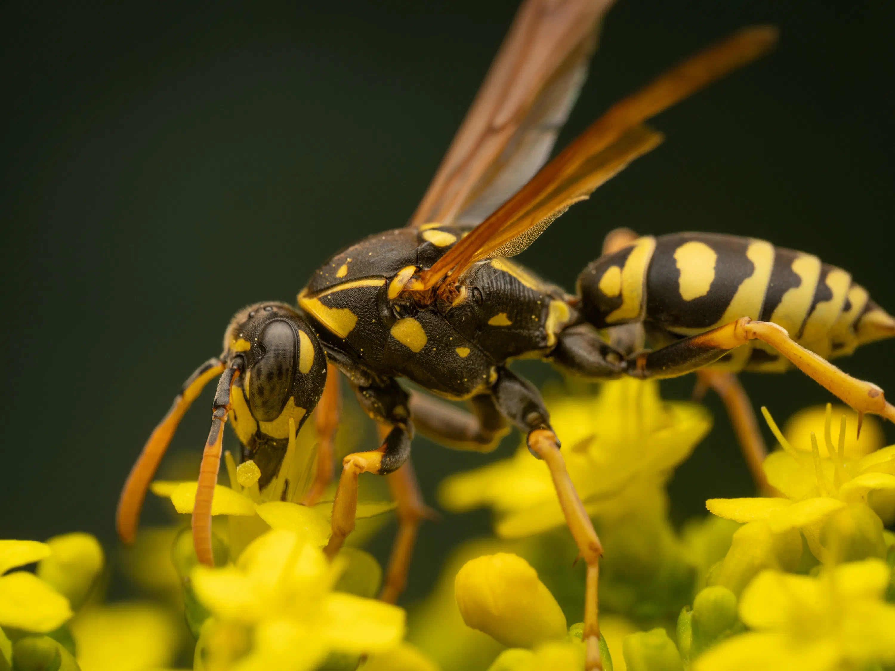 Avispa papelera europea