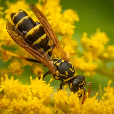 Avispa papelera europea