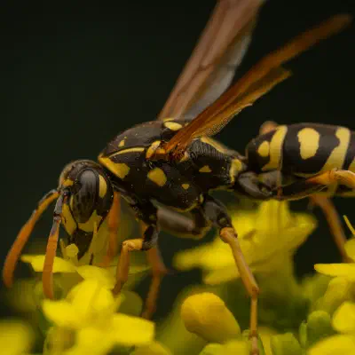 European Paper Wasp