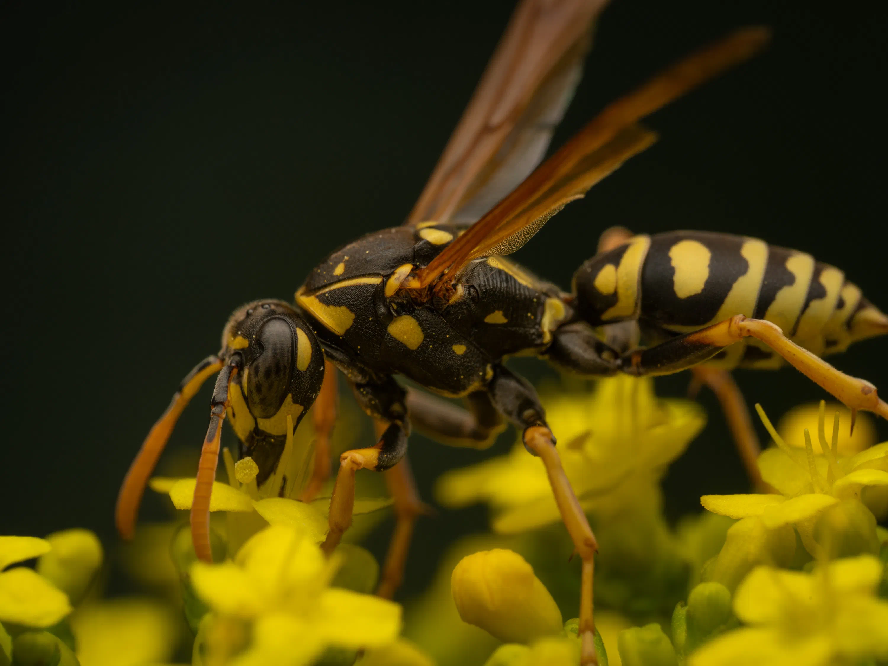 Avispa papelera europea
