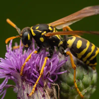 Avispa papelera europea