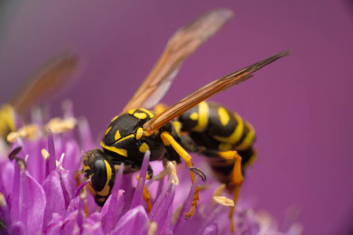 European Paper Wasp