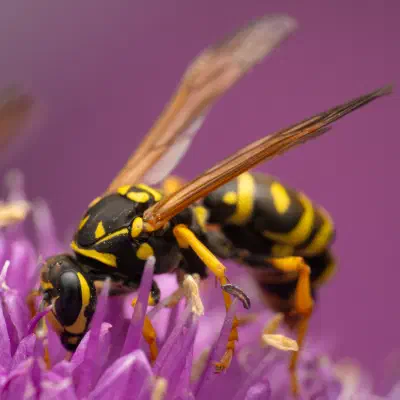 European Paper Wasp