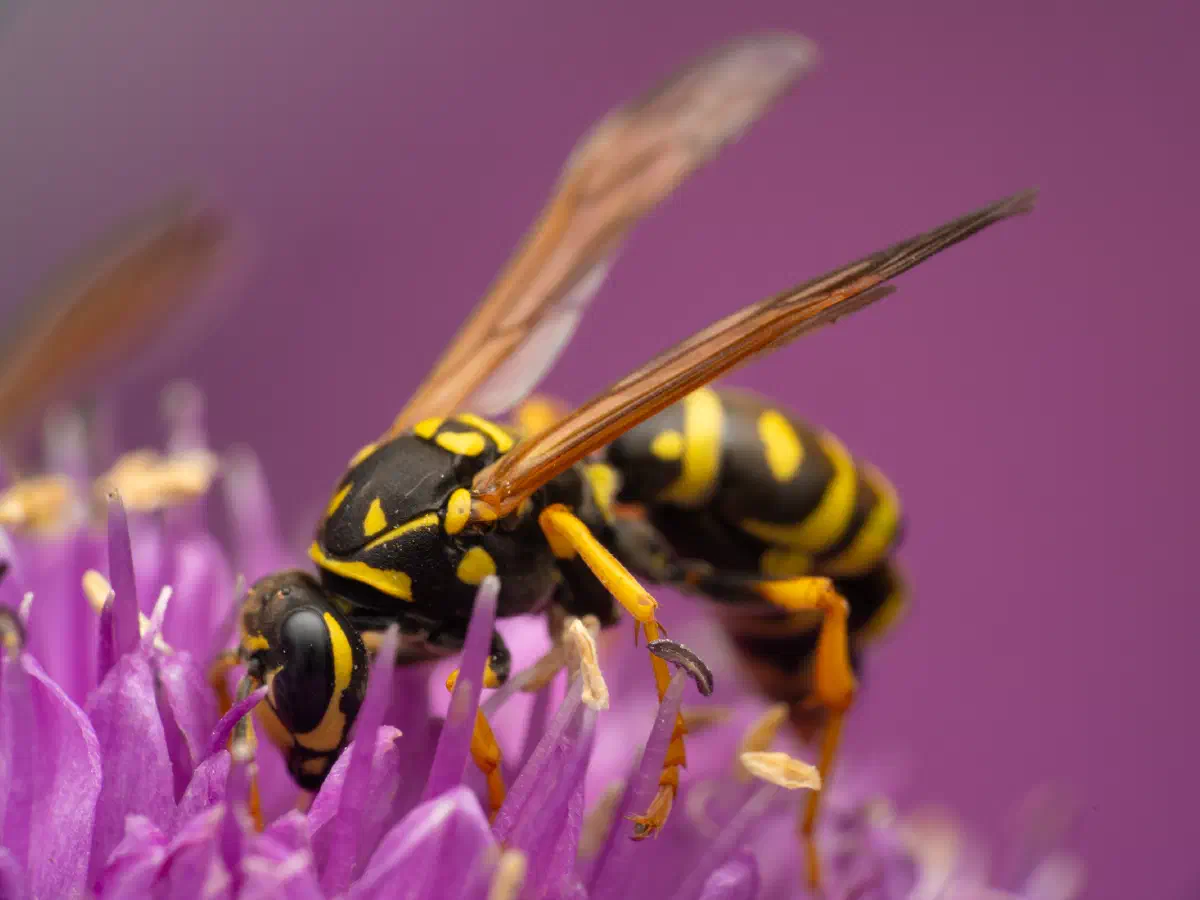 Avispa papelera europea