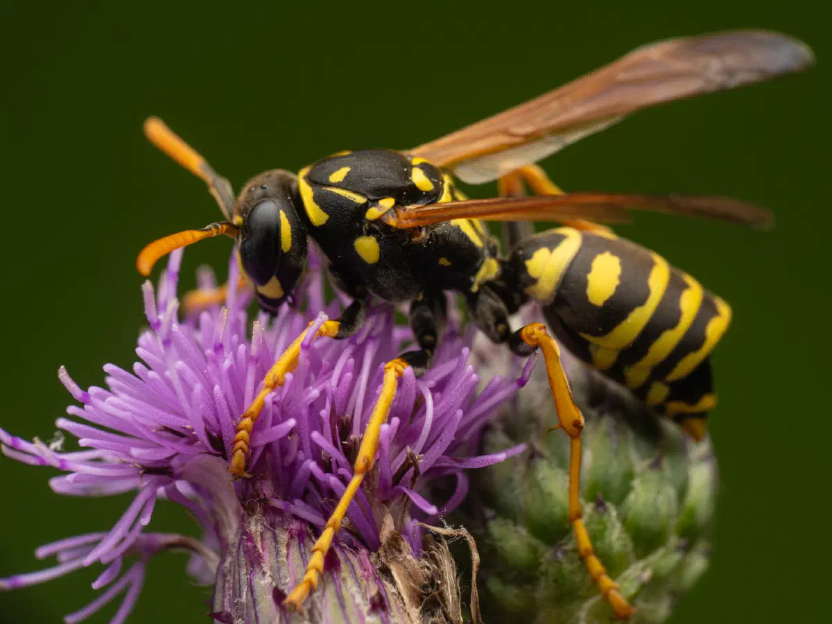 Avispa papelera europea