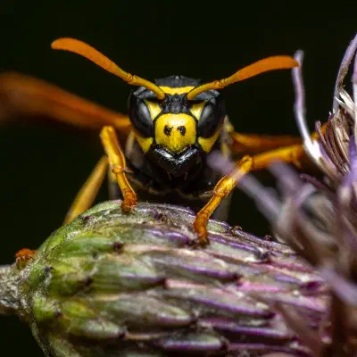 Avispa papelera europea