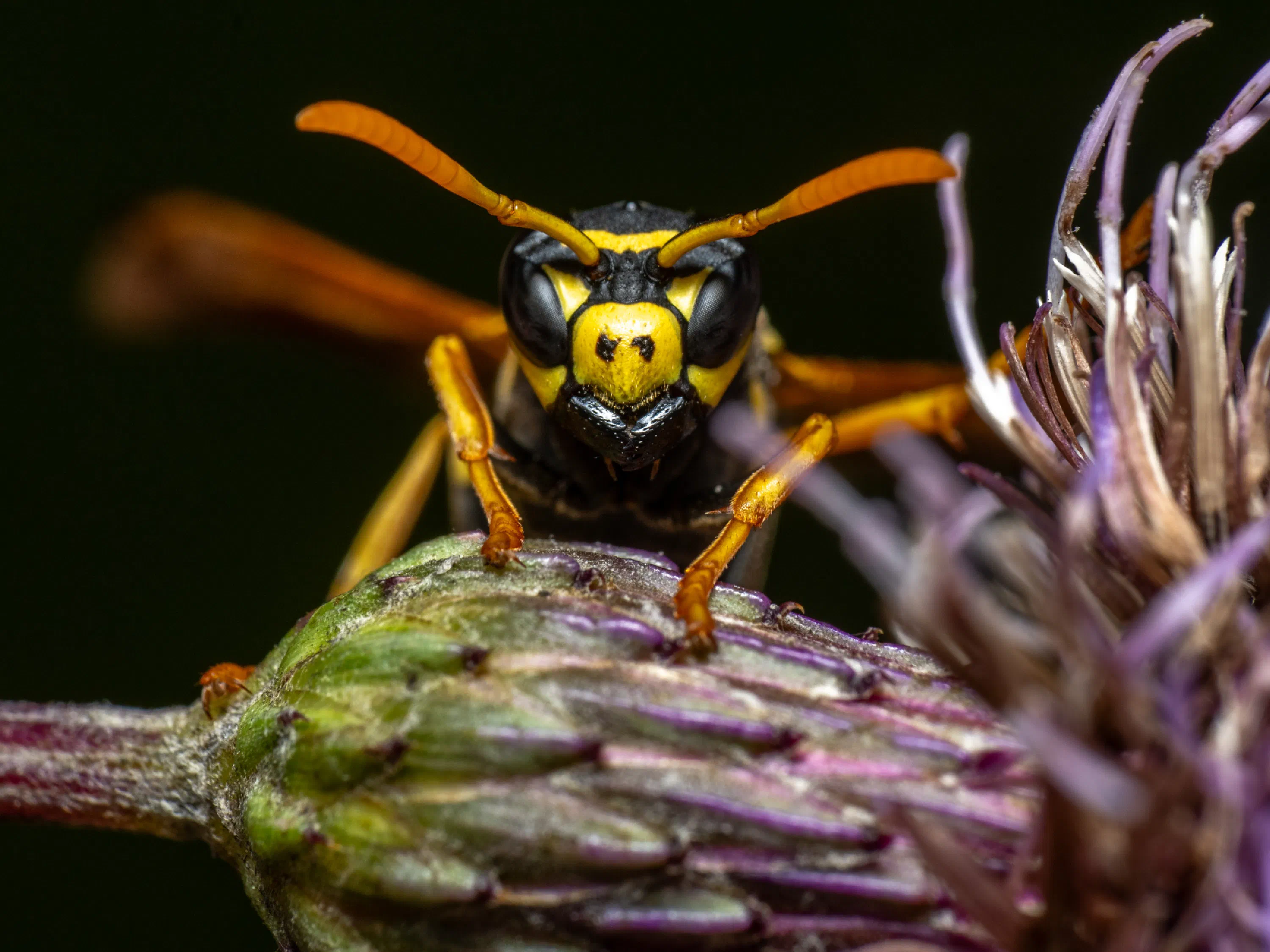 Avispa papelera europea