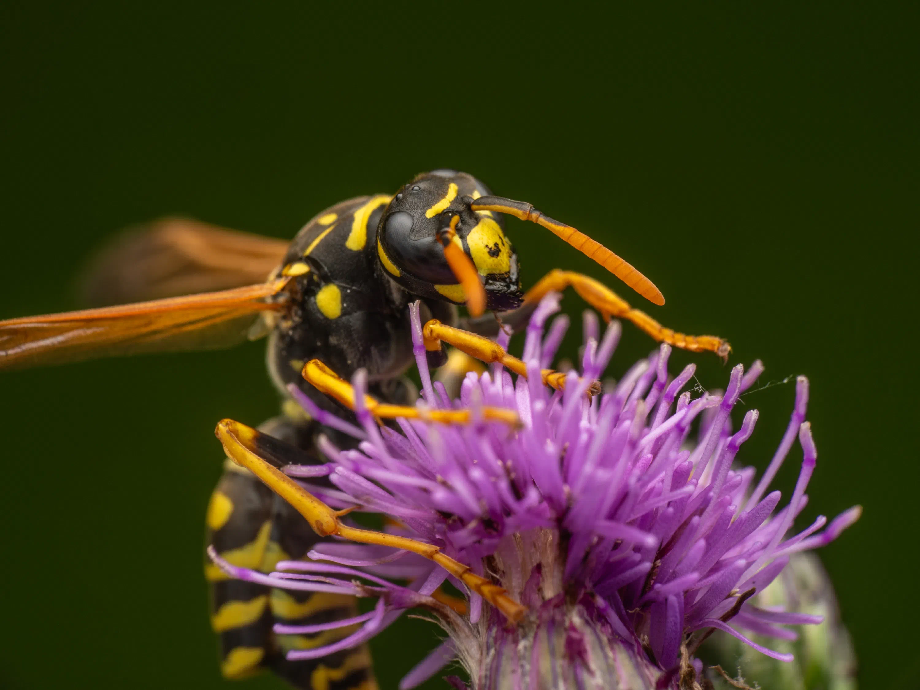 Avispa papelera europea