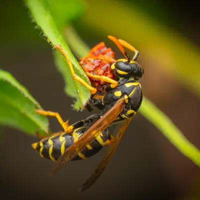 Avispa papelera europea