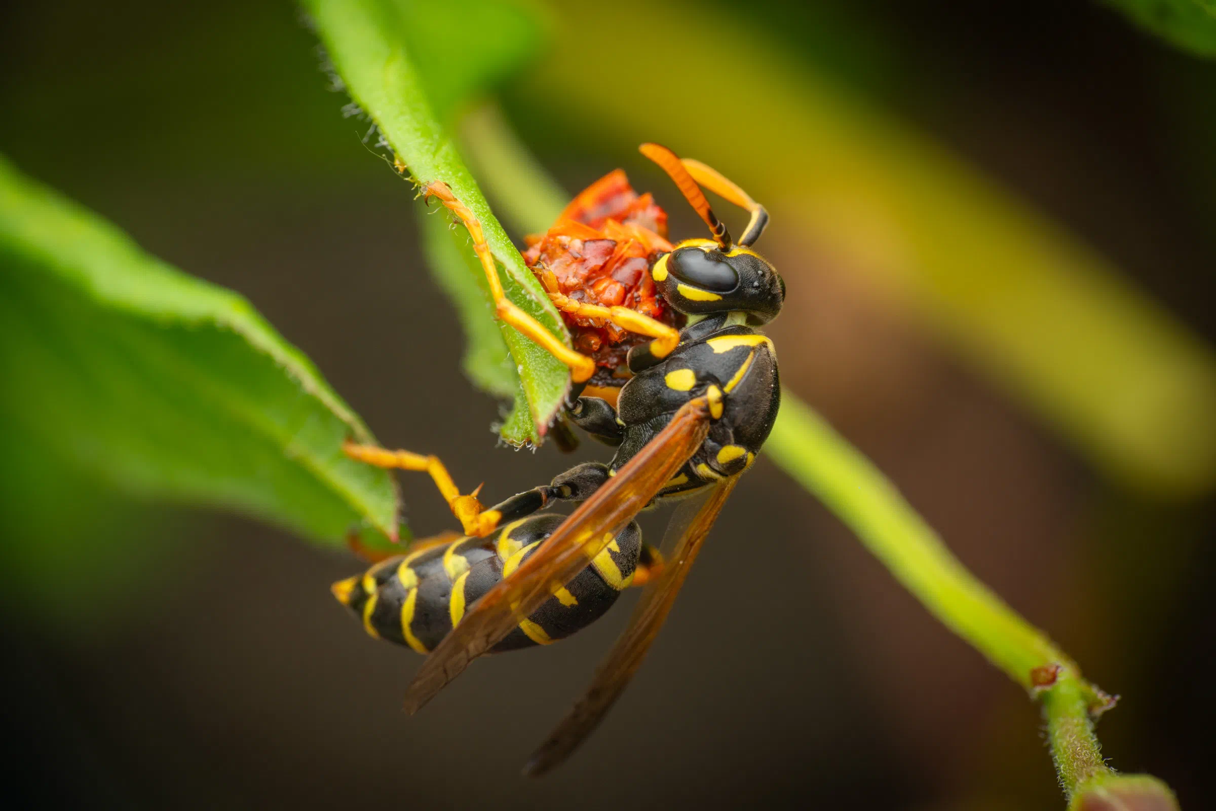 Avispa papelera europea