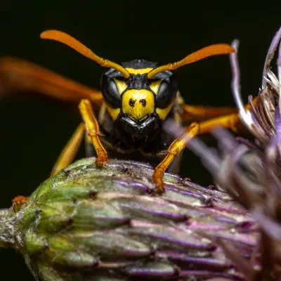 European Paper Wasp