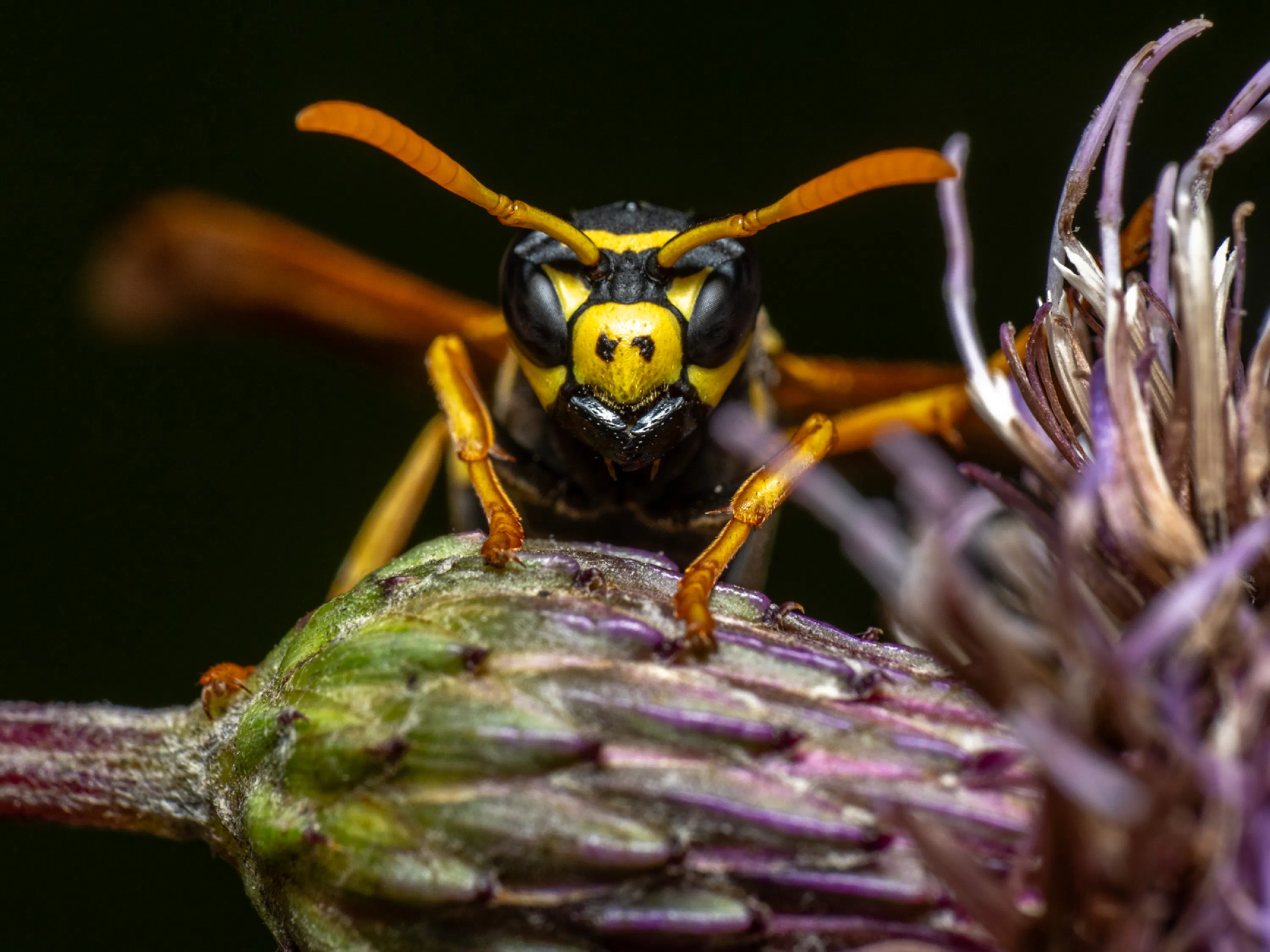 Avispa papelera europea
