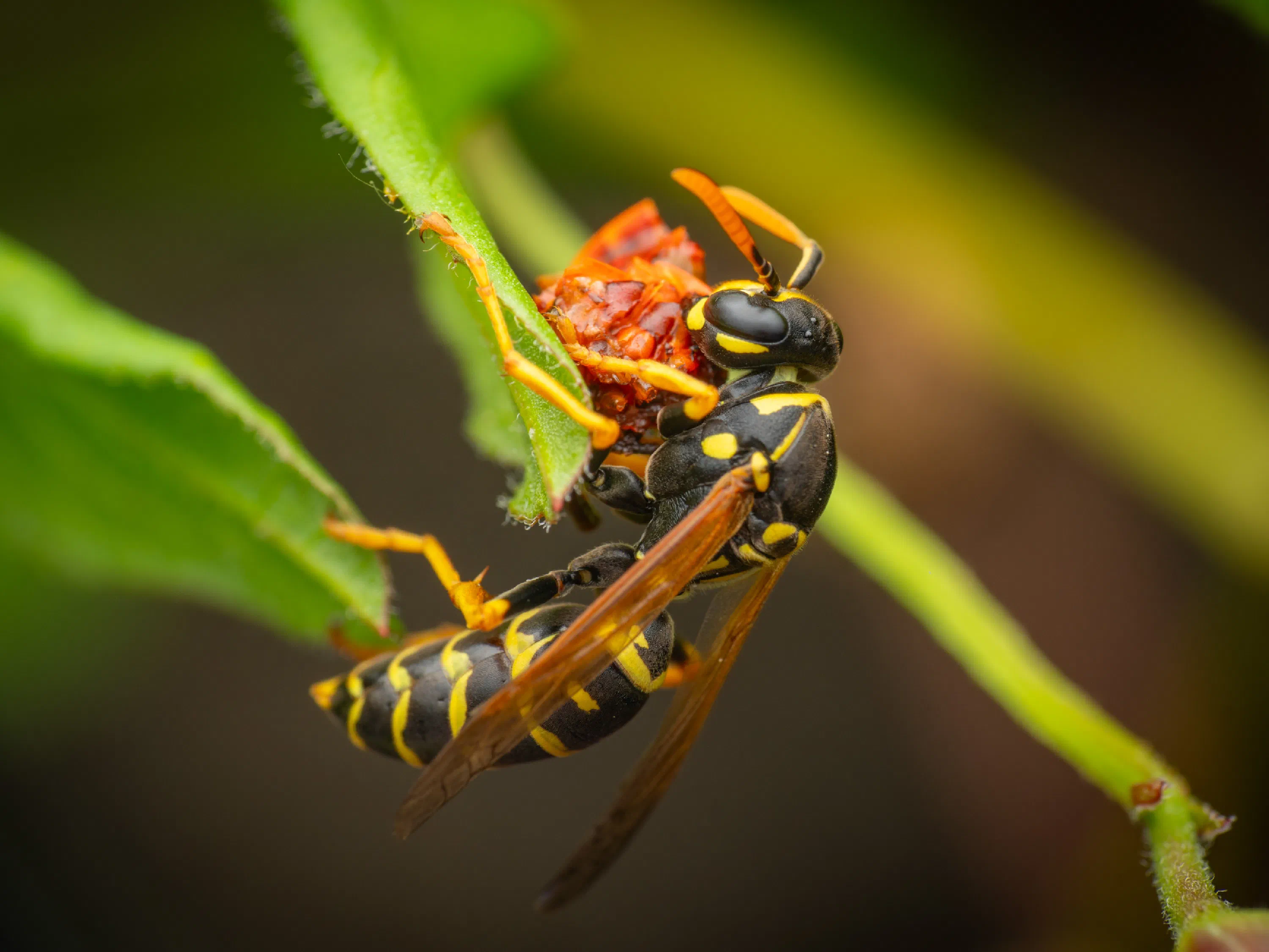 Avispa papelera europea