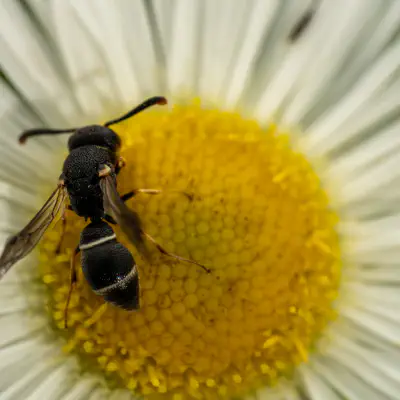 Microdynerus