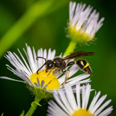Avispas alfareras
