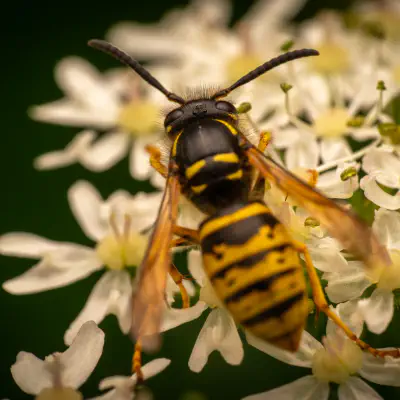Waldwespe