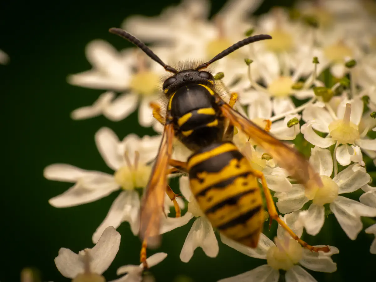 Guêpe des bois