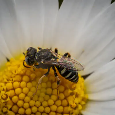 Fliegenspießwespen