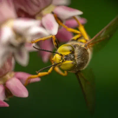Bembix rostrata