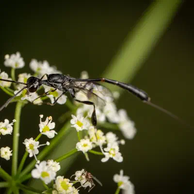 Gichtwespen