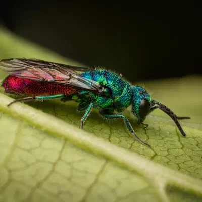 Chrysis ignita