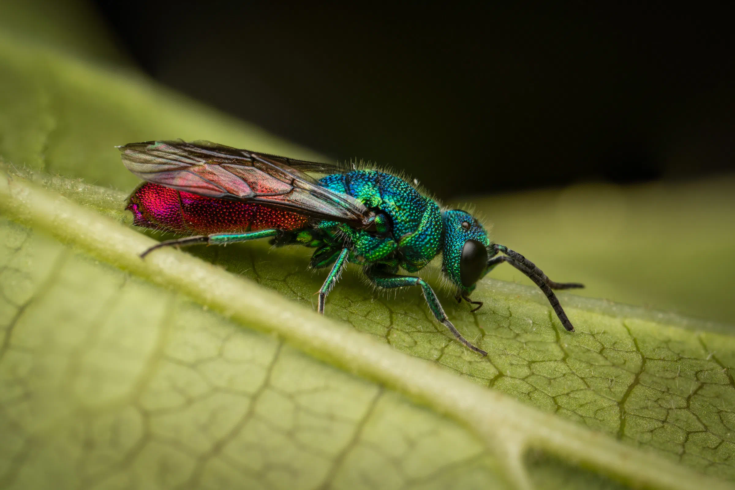 Ruby-tailed Cuckoo Wasps – No. 1