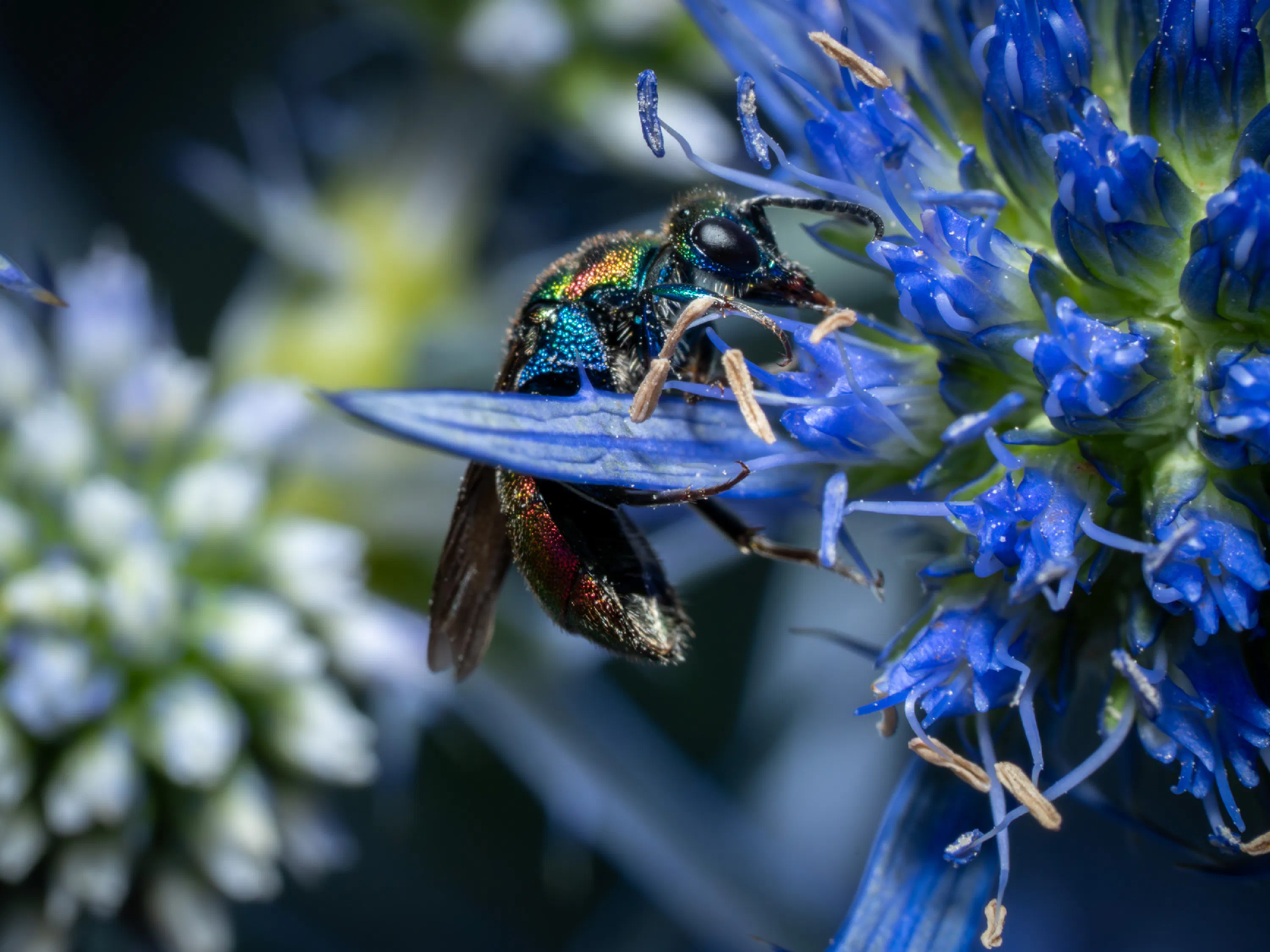 Chrysis ignita