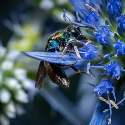 Ruby-tailed Cuckoo Wasps