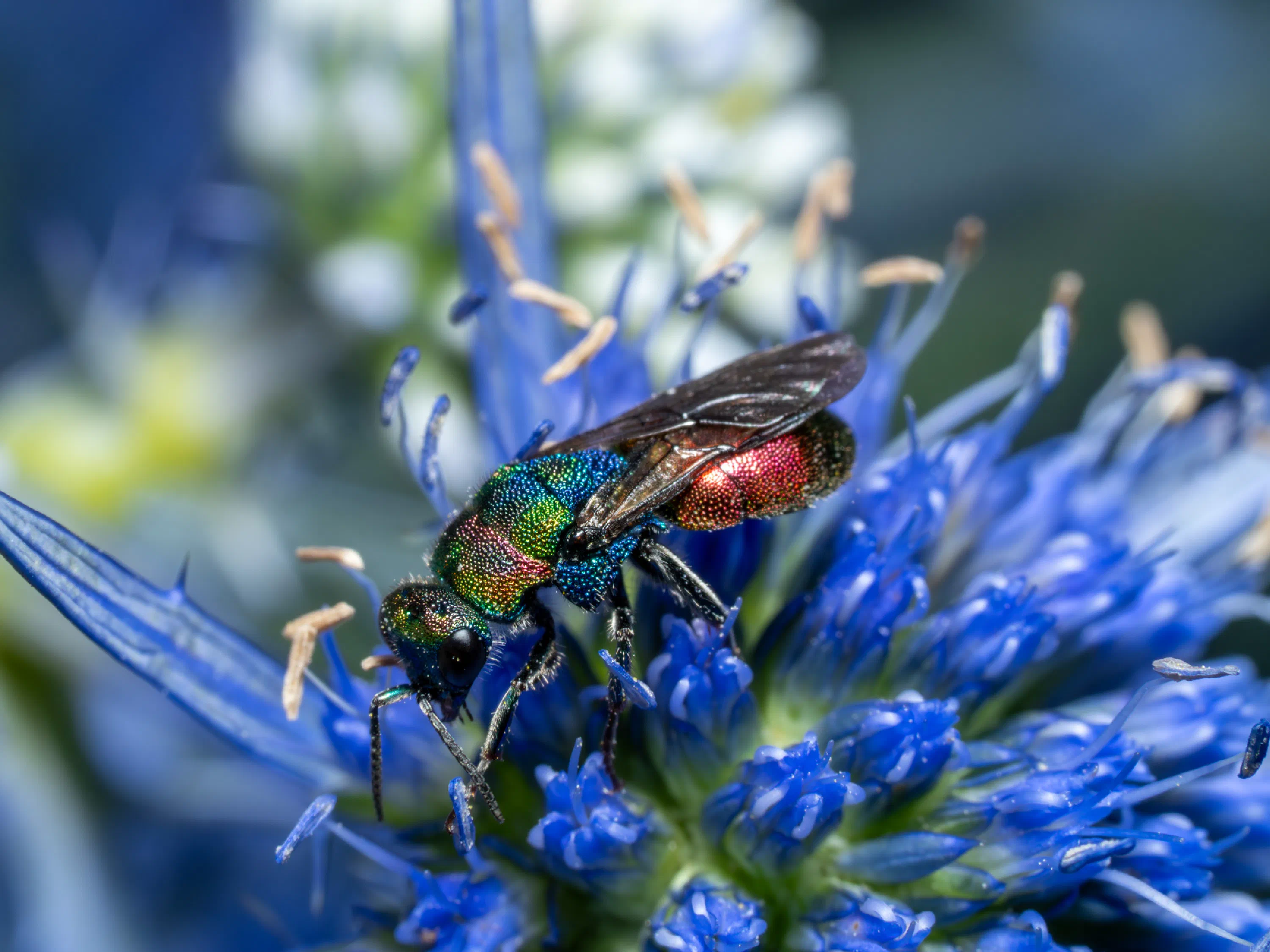 Chrysis ignita
