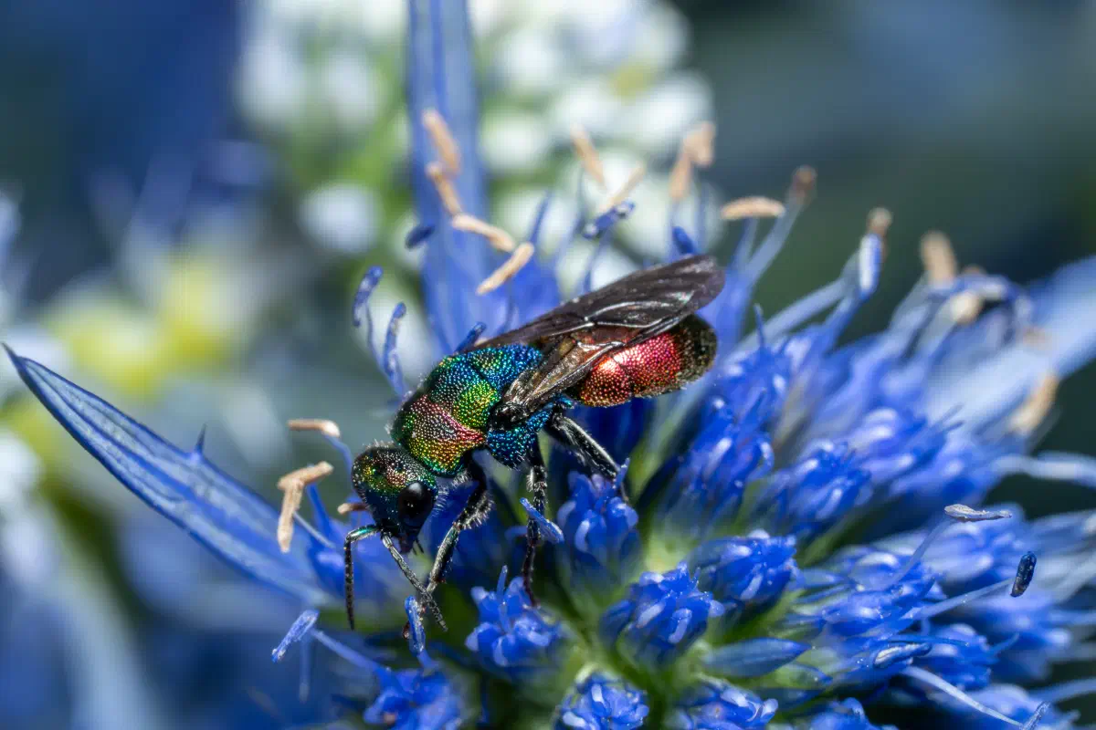 Chrysis ignita