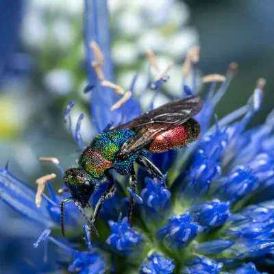 Chrysis ignita