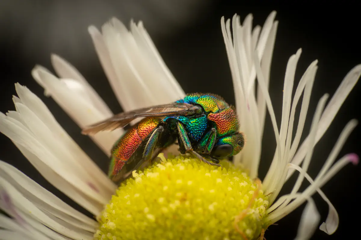 Chrysis ignita – No. 3
