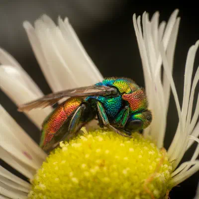 Chrysis ignita