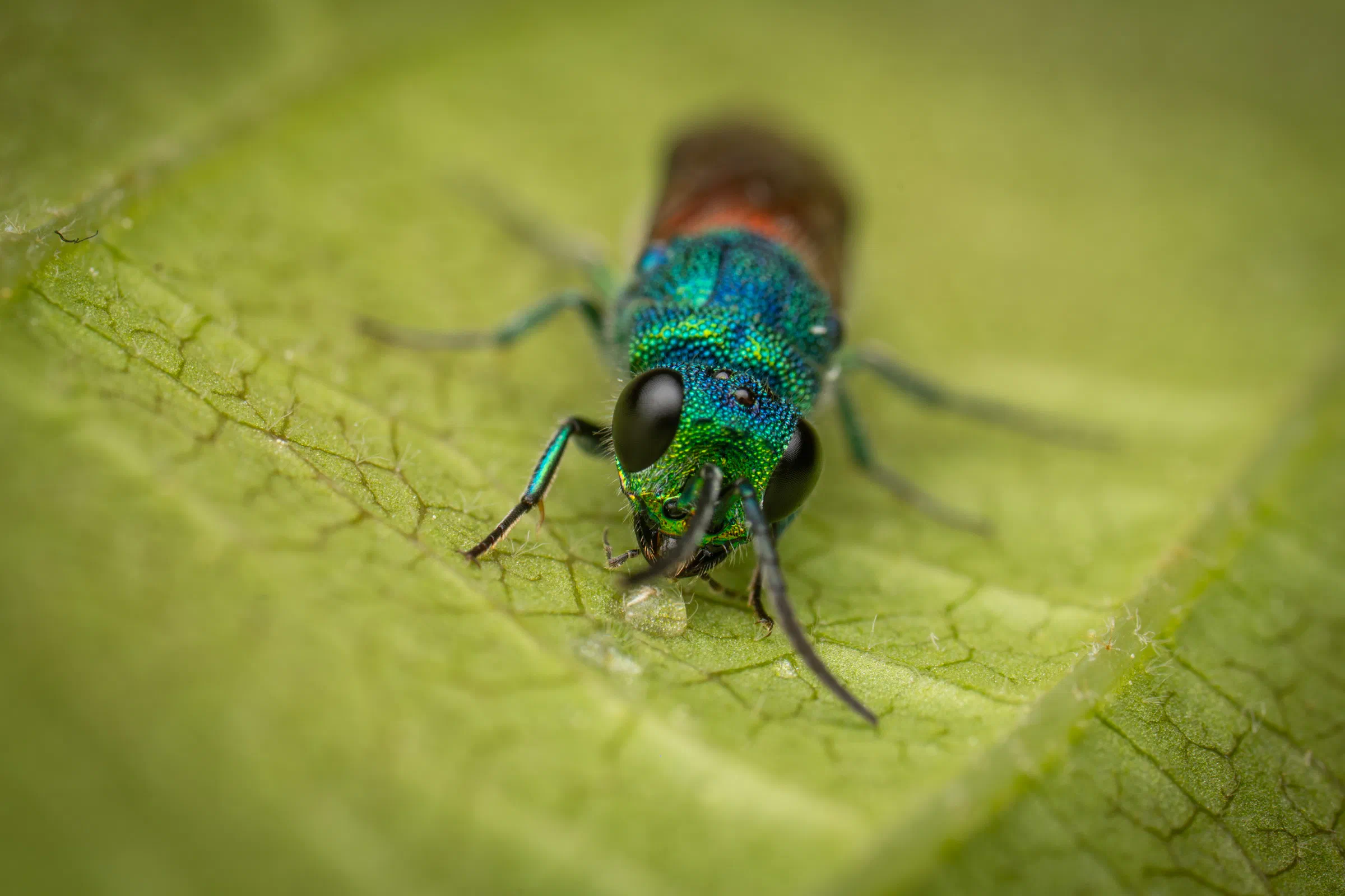 Ruby-tailed Cuckoo Wasps – No. 5