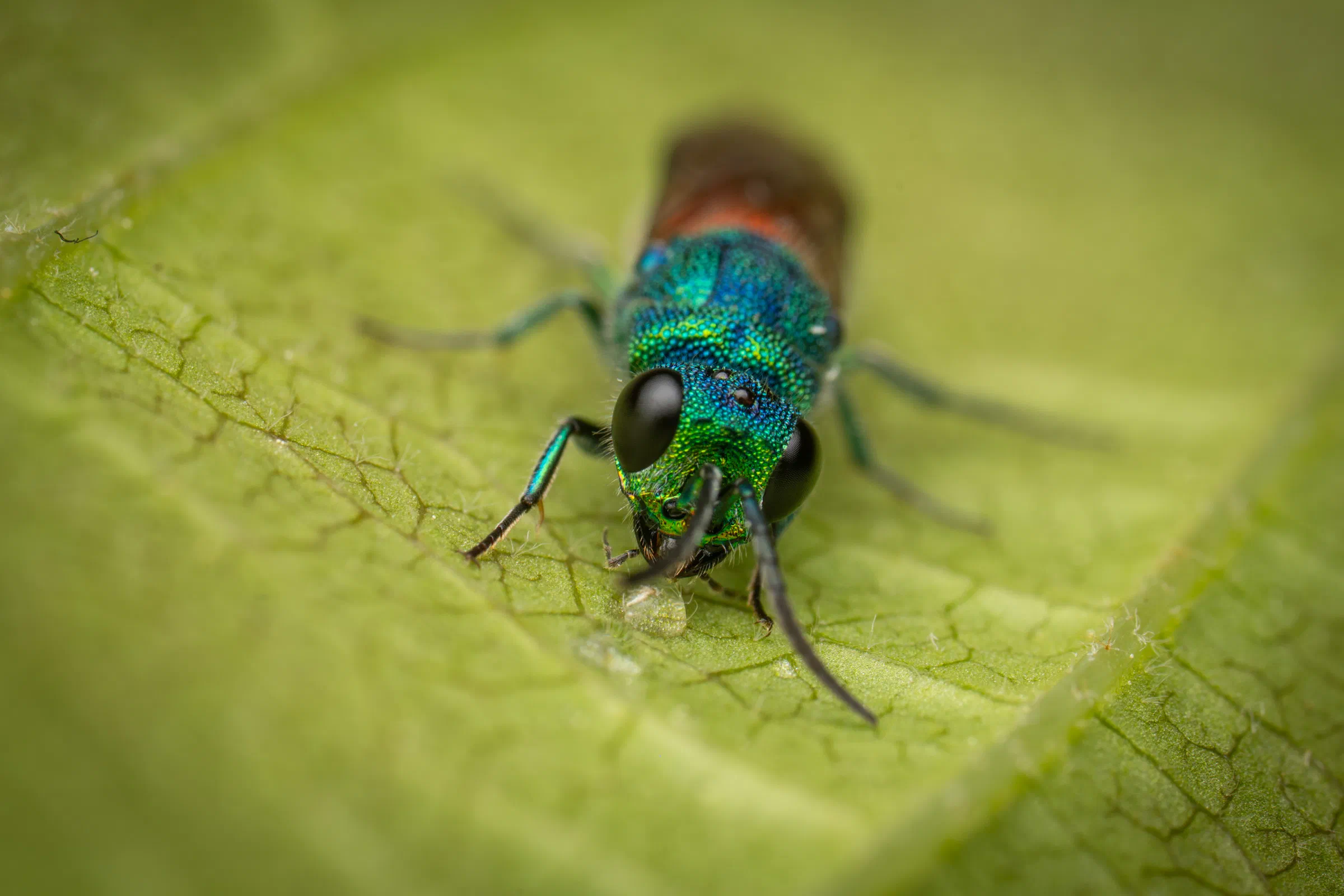 Chrysis ignita – No. 5