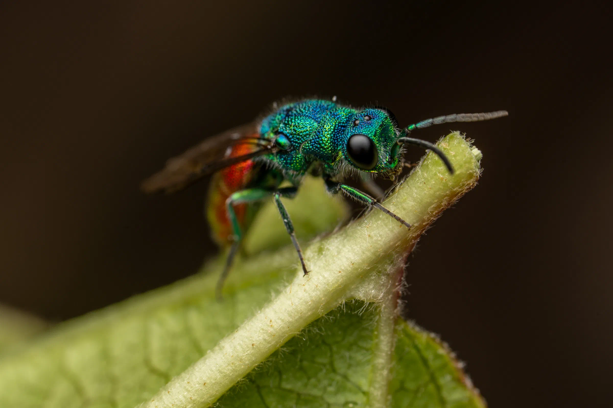 Ruby-tailed Cuckoo Wasps – No. 6