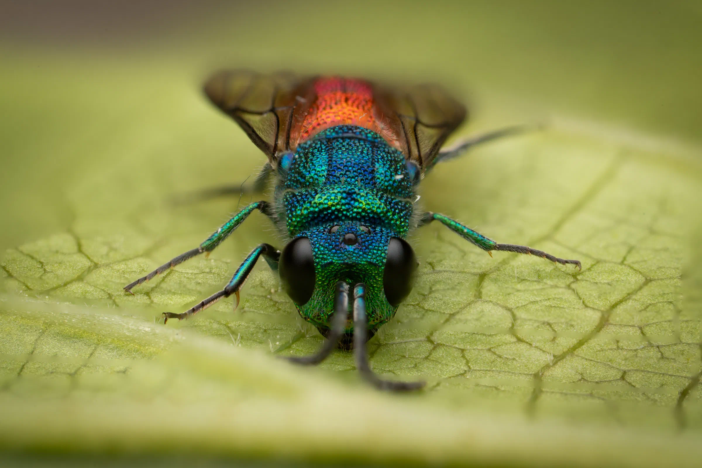 Chrysis ignita – No. 7