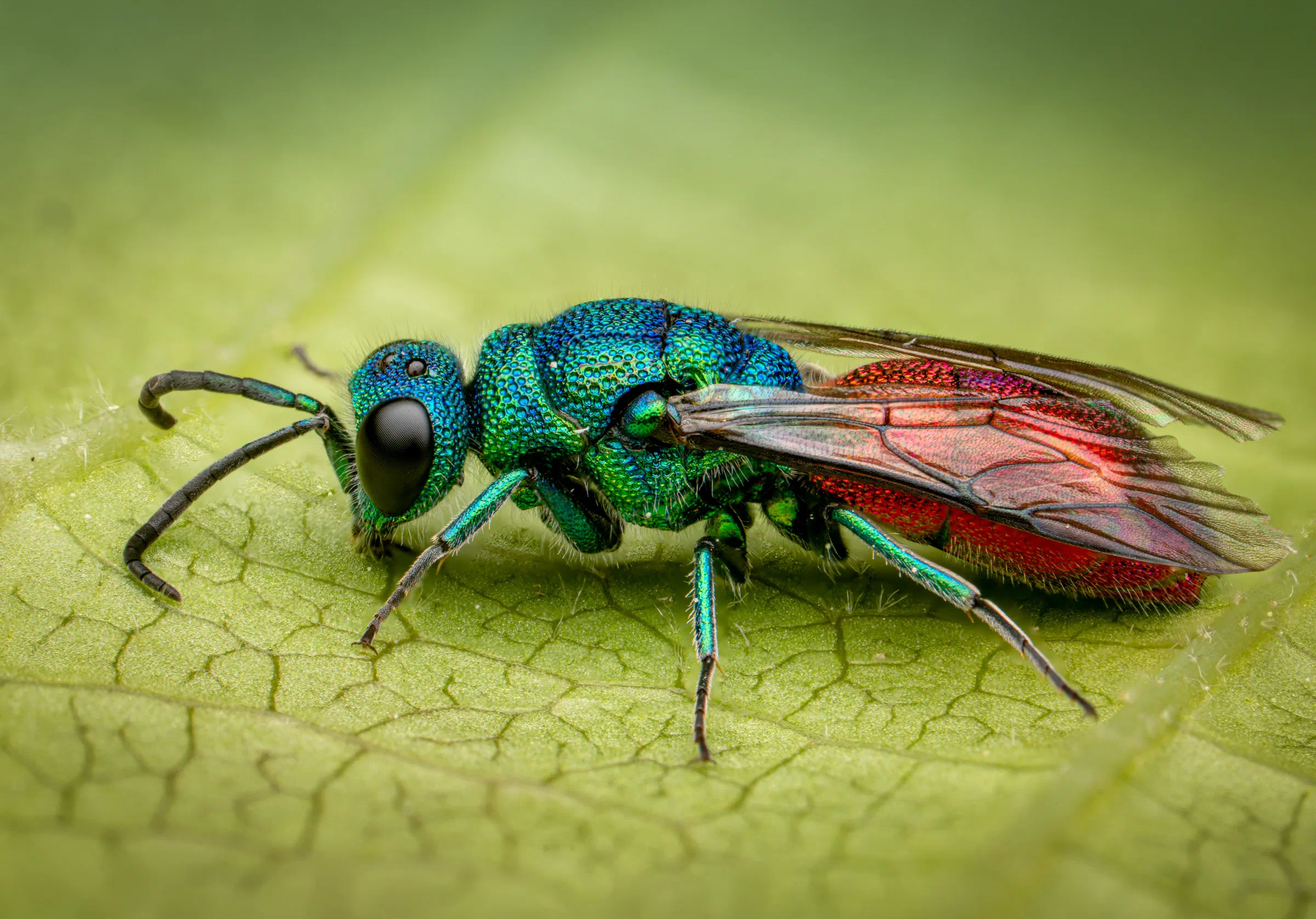 Ruby-tailed Cuckoo Wasps – No. 8