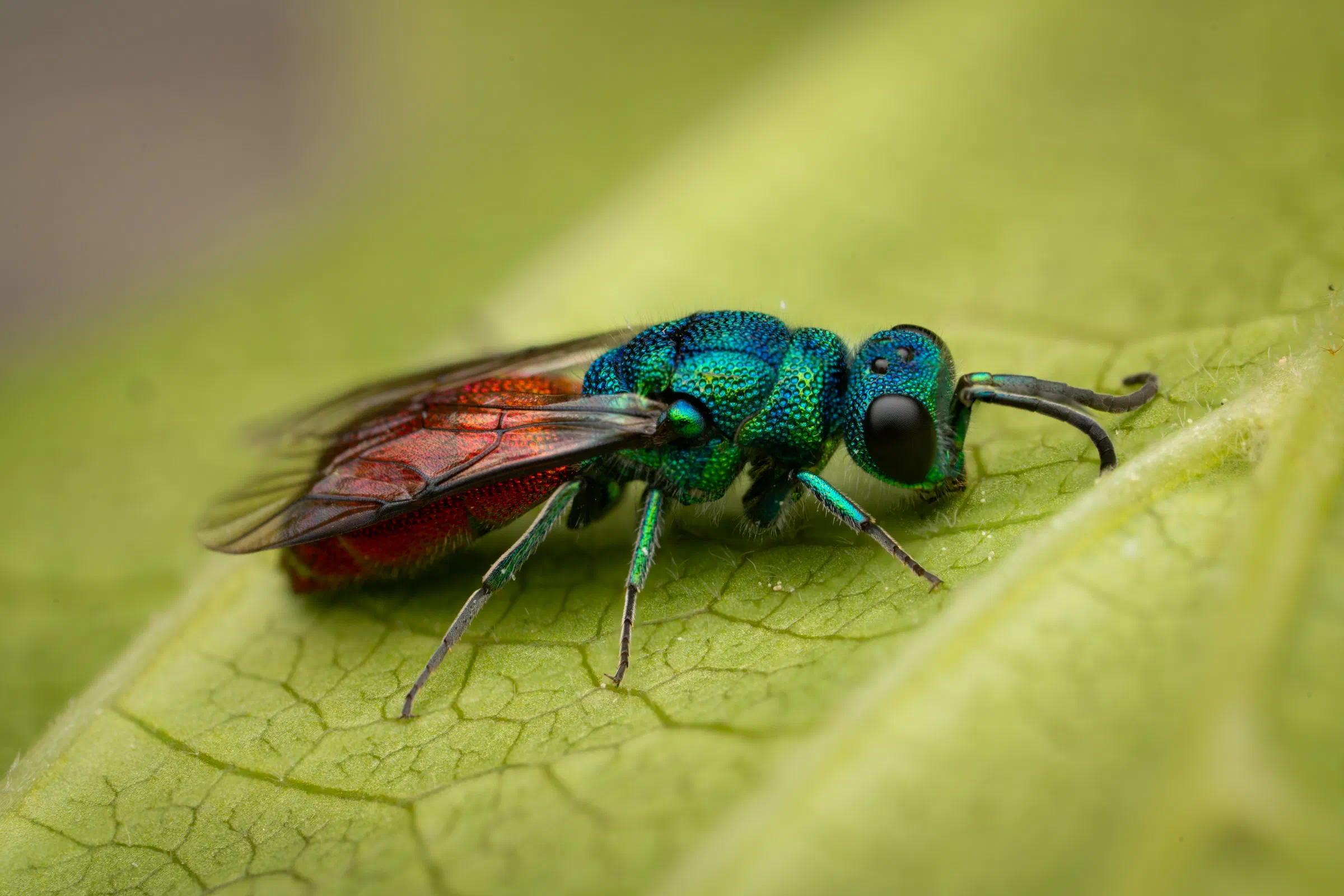 Chrysis ignita – No. 9