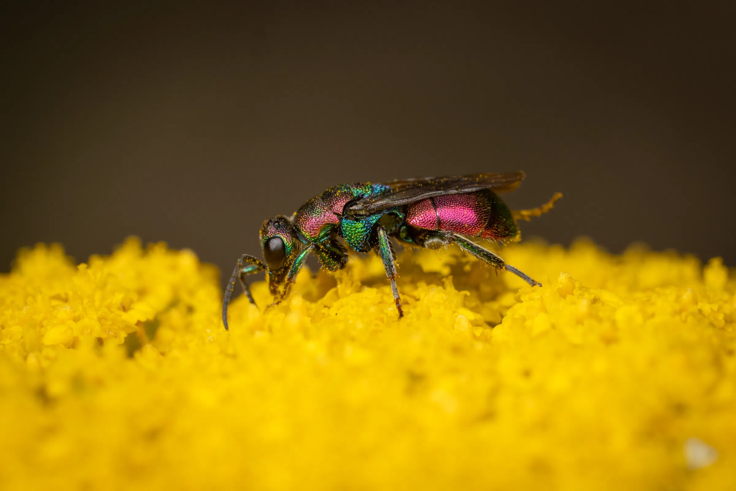 Ruby-tailed Cuckoo Wasps – No. 10