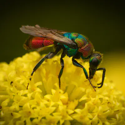 Hedychrum rutilans